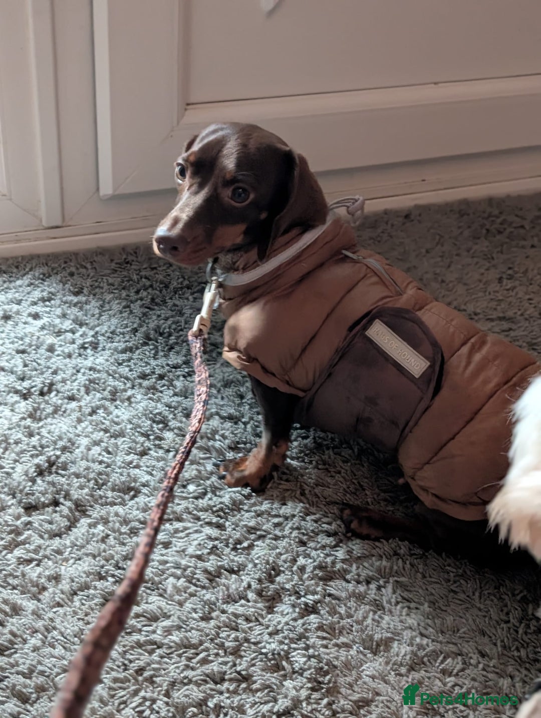 Miniature Dachshund dogs for sale: Adorable little of miniature daschunds  - Advert 15