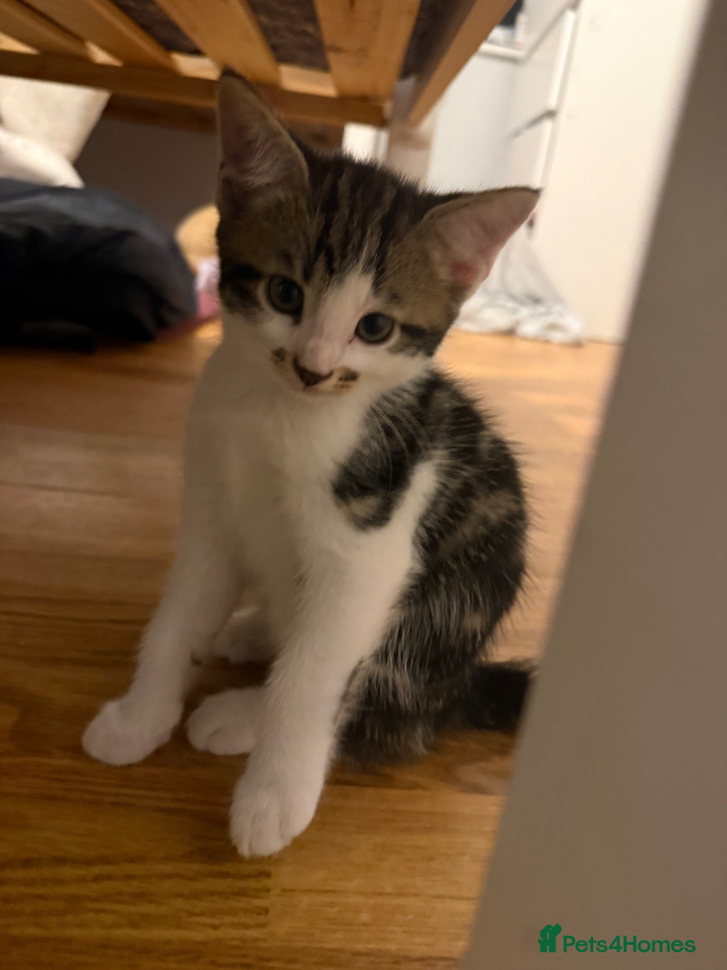 Mixed Breed cats Beautiful kittens for sale to 5* homes  - Advert 2