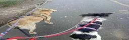 Mixed Breed dogs for adoption: Meet Misty, currently residing in Sussex in Brighton - Advert 4