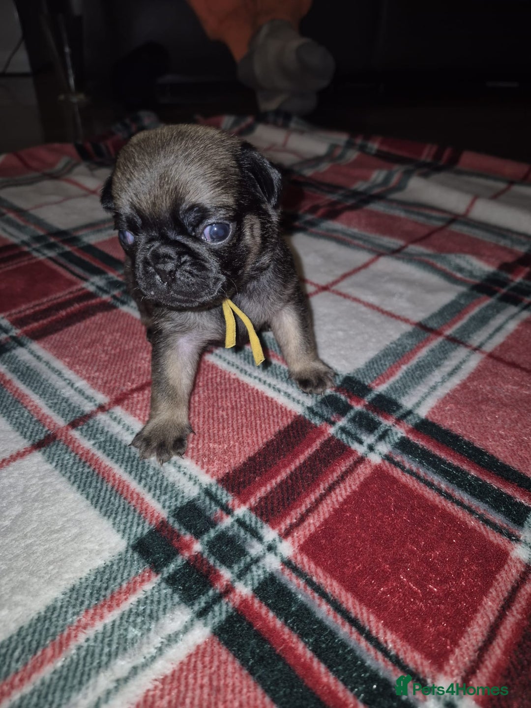 Pug dogs for sale: Pug puppies 🐶  - Image 2