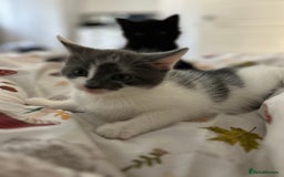 Mixed Breed cats for sale: 2 ragdoll mixes for sale - Image 5