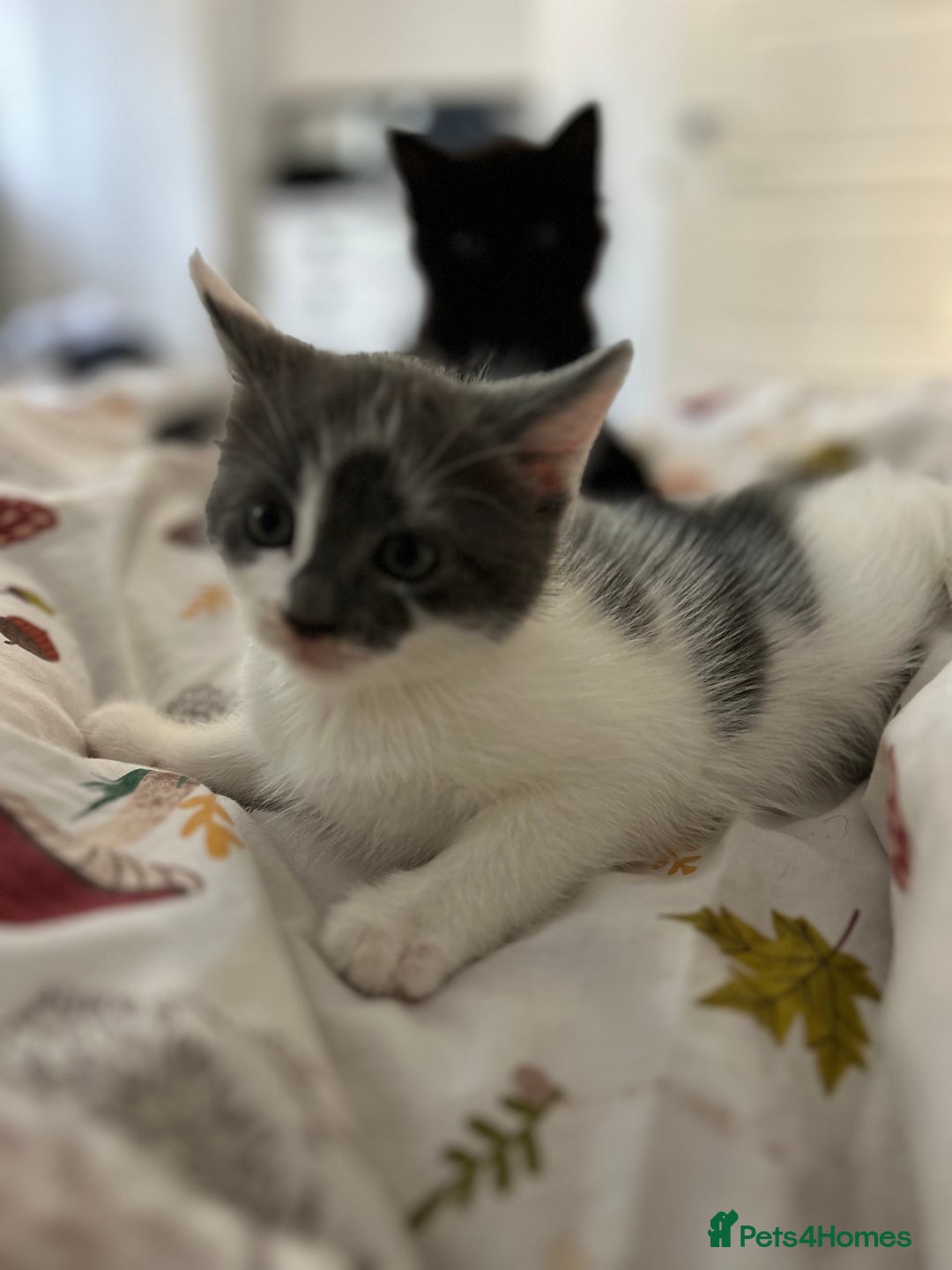 Mixed Breed cats for sale: 2 ragdoll mixes for sale - Image 5