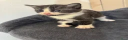 Mixed Breed cats for sale: 4 beautiful kittens ready in 4 weeks  - Advert 7