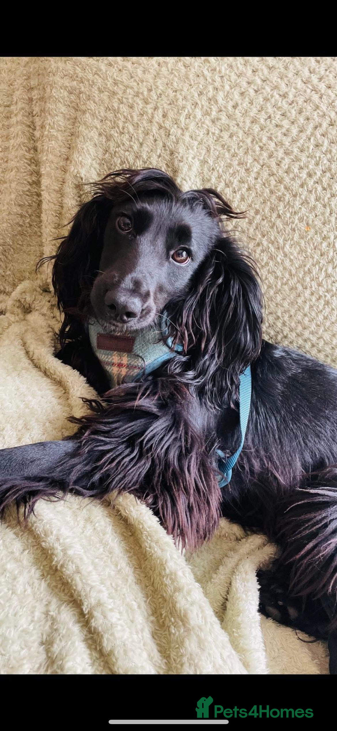 Cocker Spaniel dogs Beautiful kc registered working cocker spaniels - Advert 9