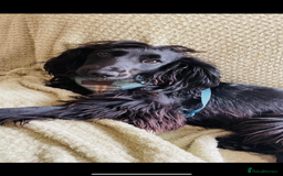 Cocker Spaniel dogs for sale: Beautiful kc registered working cocker spaniels - Image 1