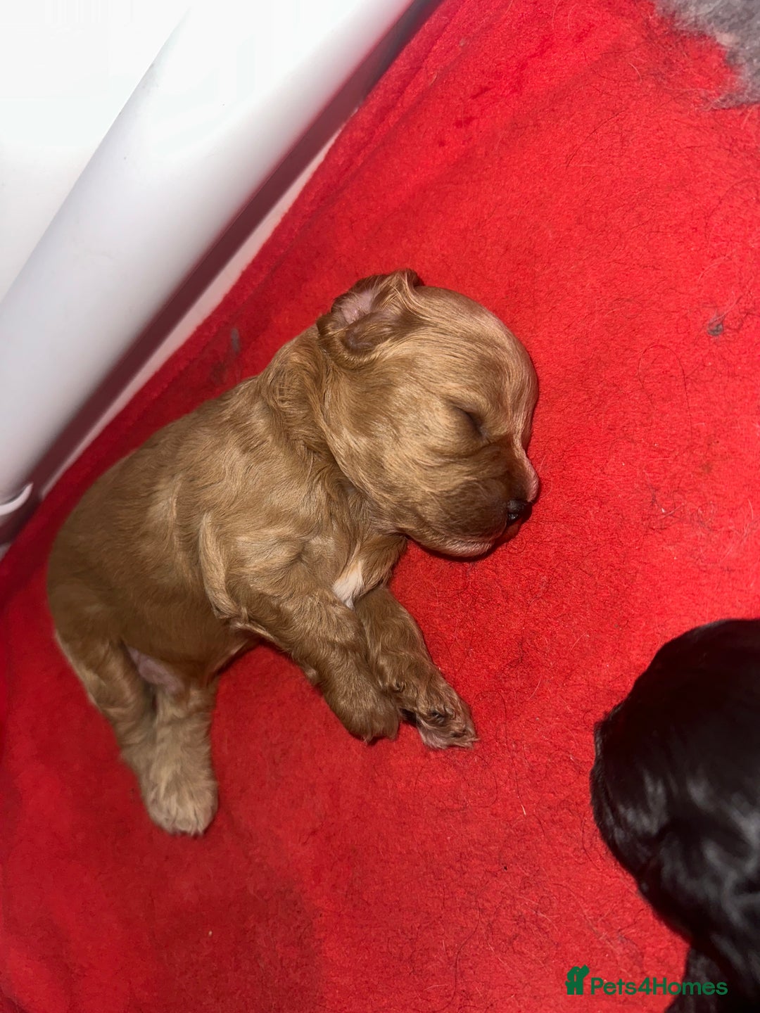 Cavapoo dogs for sale: F1 cavapoo puppies heath tested  - Image 26