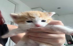 Mixed Breed cats for sale: Gorgeous ginger males  - Image 7