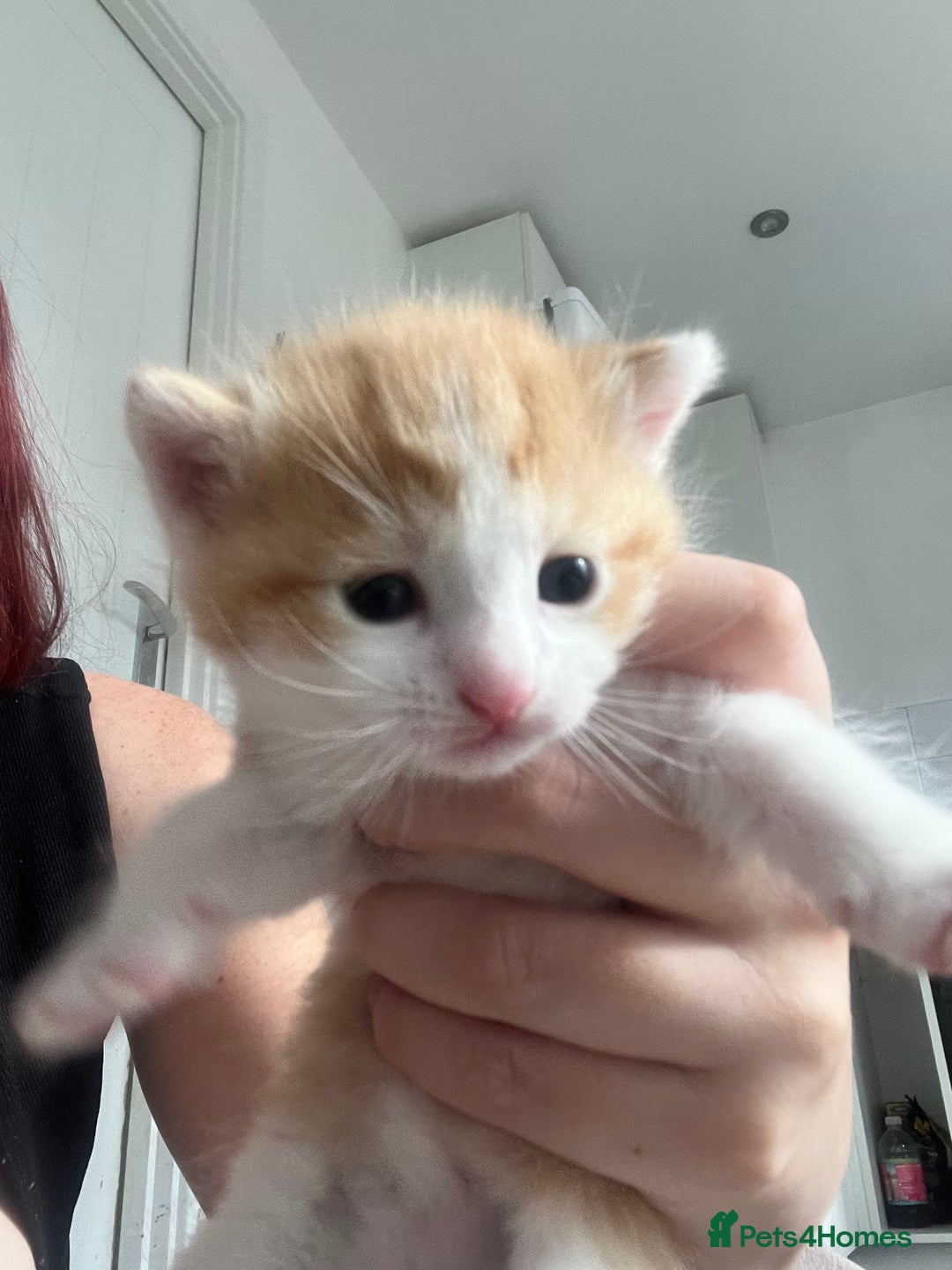 Mixed Breed cats for sale: Gorgeous ginger males  - Image 7