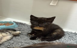 Mixed Breed cats for sale: Mother and kittens - Image 1