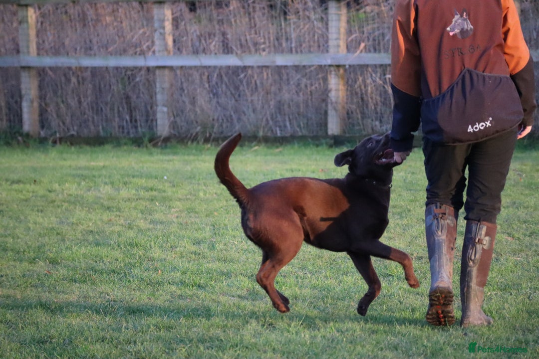 Labrador Retriever dogs for sale: Chocolate lab female  - Advert 28