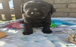 Labrador Retriever dogs for sale: Stunning black Labrador puppies  - Image 5