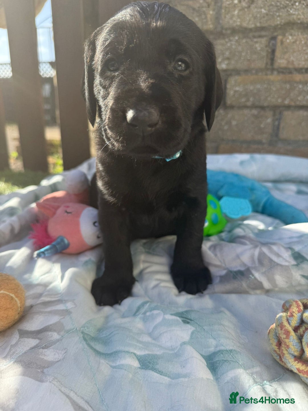 Labrador Retriever dogs for sale: Stunning black Labrador puppies  - Image 5
