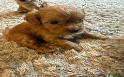 Maltipoo dogs for sale: Real life teddy bear f1 Maltipoos ❤️💥 - Image 39
