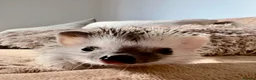 Pygmy Hedgehog rodents for sale: Male African Pygmy hedgehog (set up separate)  - Advert 3