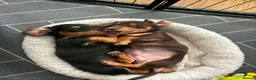 Miniature Dachshund dogs for sale: Beautiful Chocolate & Cream Miniature Dachshund - Advert 8