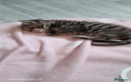 Maine Coon cats for sale: MAINECOON kittens large fluffy  - Image 16