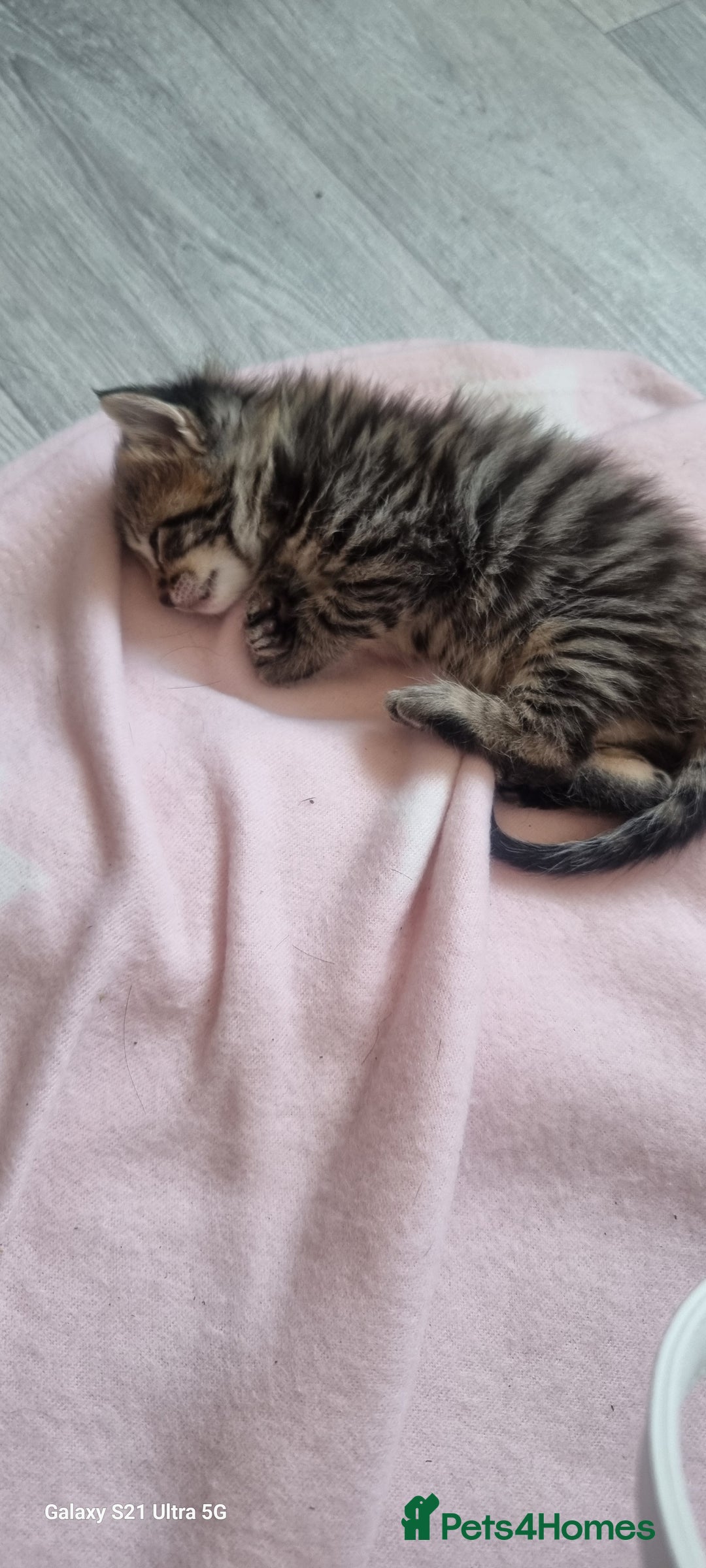 Maine Coon cats for sale: MAINECOON kittens large fluffy  - Image 16