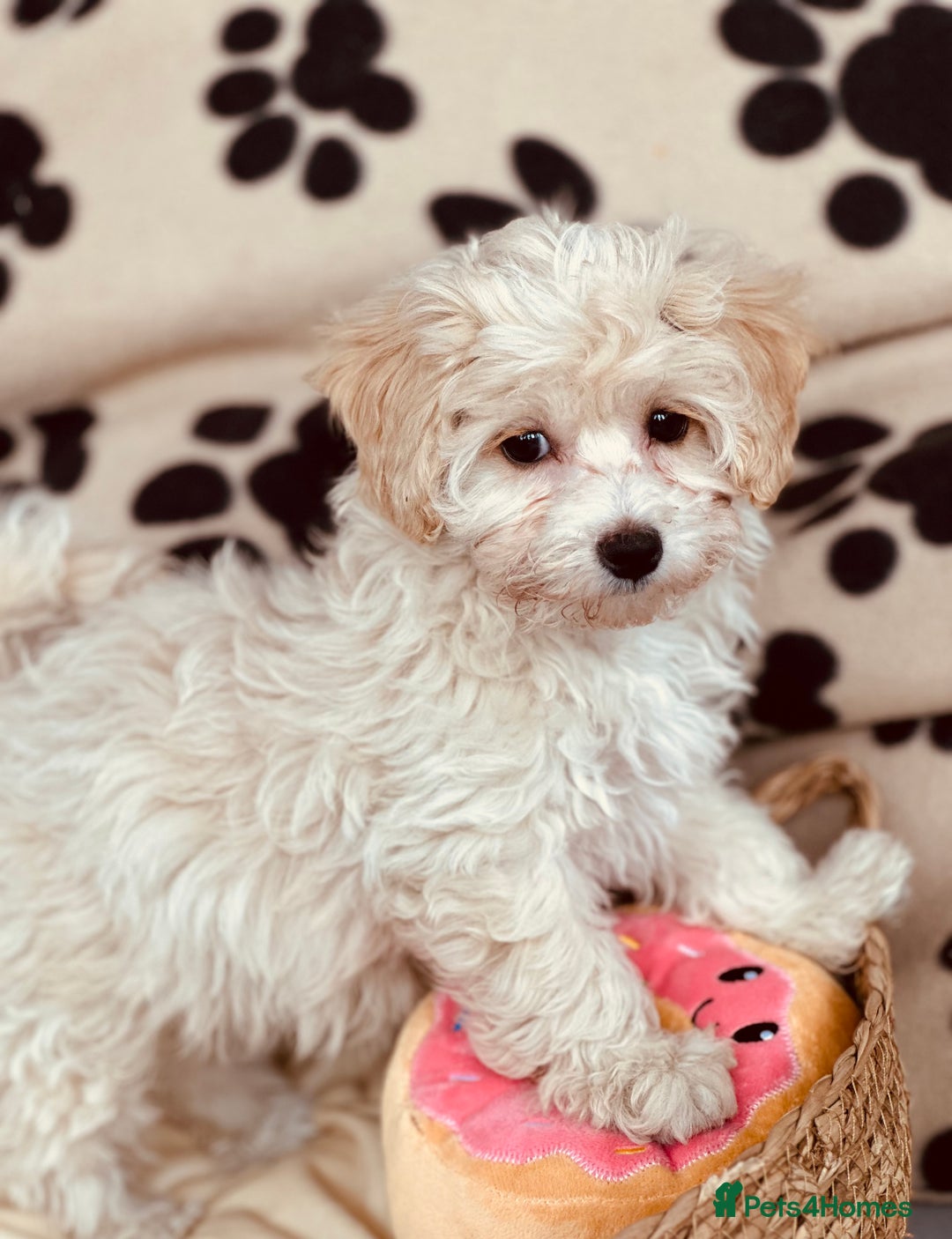 Maltipoo dogs for sale: F1 Toy Maltipoo puppys   - Image 29