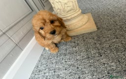 Cockapoo dogs for sale: Beautiful Cockerpoo Puppies. (Sand, Merle, Black) - Image 17