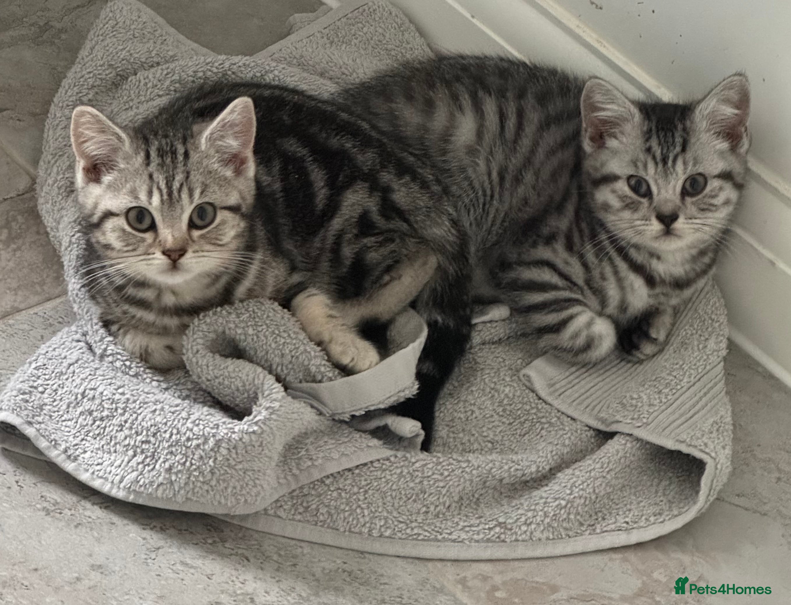 British Shorthair cats 2💙 LEFT GCCF REG SILVER TABBY SPOTTED BSH KITTENS - Advert 15