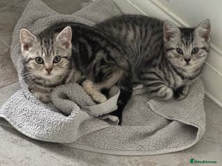 British Shorthair cats 2💙 LEFT GCCF REG SILVER TABBY SPOTTED BSH KITTENS - Advert 15