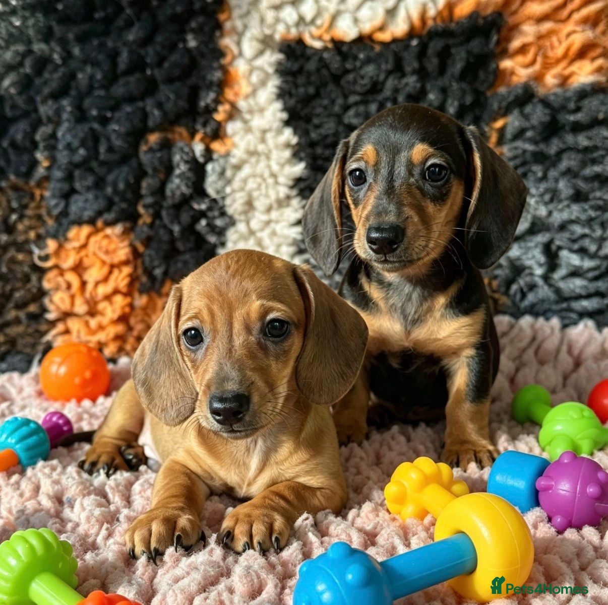 Miniature Dachshund dogs Adorable Miniature Dachshund Puppies - Advert 1