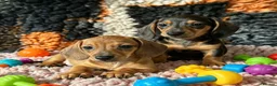 Miniature Dachshund dogs for sale: Adorable Miniature Dachshund Puppies - Advert 1