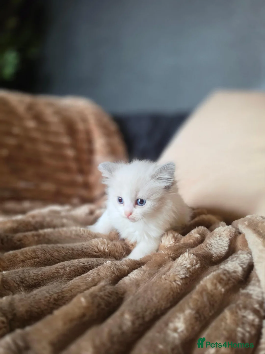 Ragdoll cats for sale: Beautiful Blue Ragdoll Kittens 2 Boys & 3 Girls - Advert 9