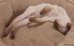 Siamese cats for sale: Two Chocolate Point Siamese Male Kittens - Image 5