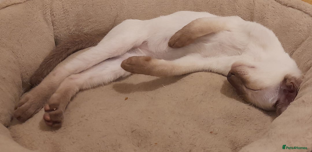 Siamese cats for sale: Two Chocolate Point Siamese Male Kittens - Image 5