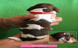 English Springer Spaniel dogs for sale: Health Tested English Springer Spaniel Puppies - Image 14