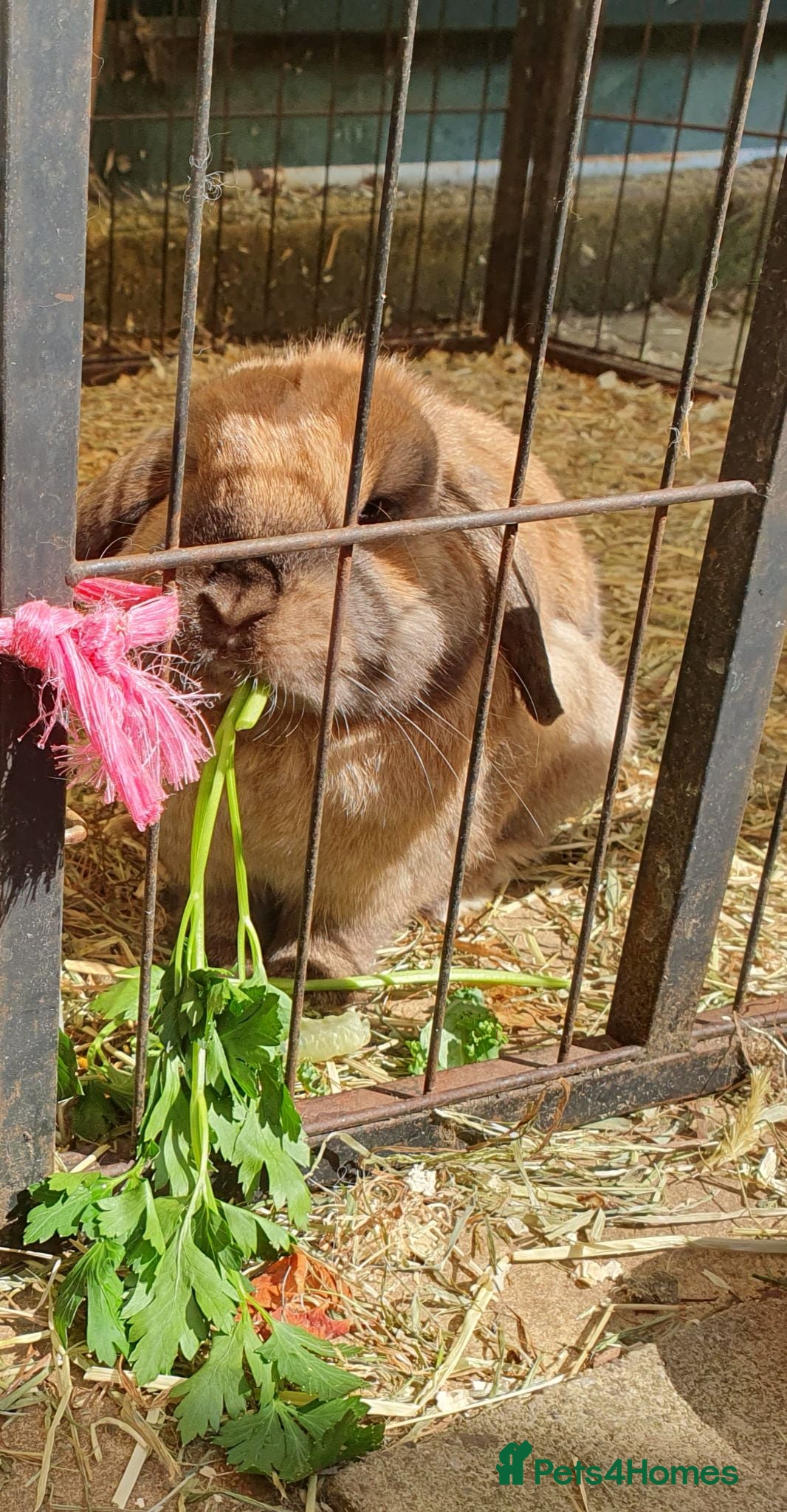 Mini Lop rabbits Spayed/neutered rabbits for adoption, vac Rhd2 - Advert 2