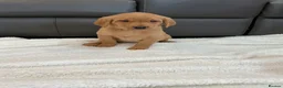 Labrador Retriever dogs for sale: For Red Labrador pups. KC REG/COUNCIL LICENSED  - Advert 16