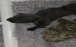 Staffordshire Bull Terrier dogs for sale: Staffordshire bull terrier  - Advert 23