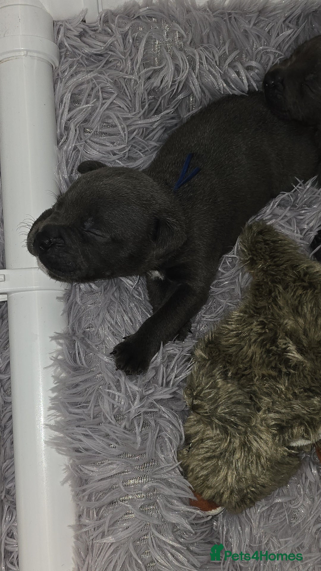 Staffordshire Bull Terrier dogs for sale: Staffordshire bull terrier  - Advert 23