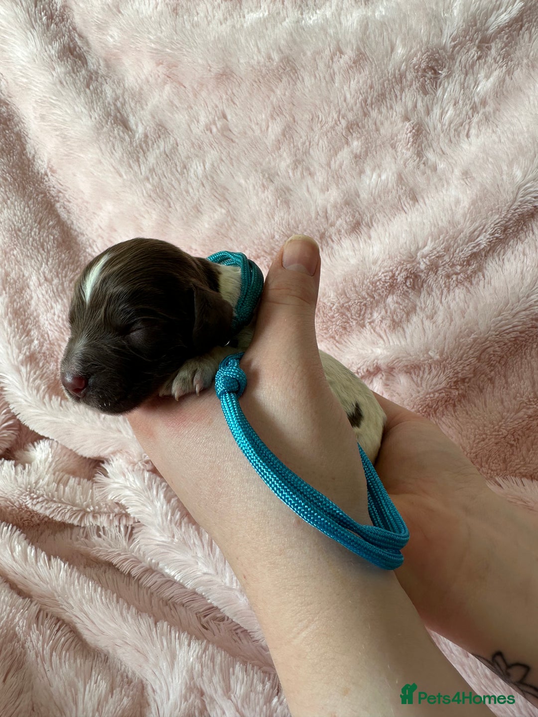 Cocker Spaniel dogs for sale: Cocker Spaniel Pups - Solid & Roan - Farlavale - Advert 3