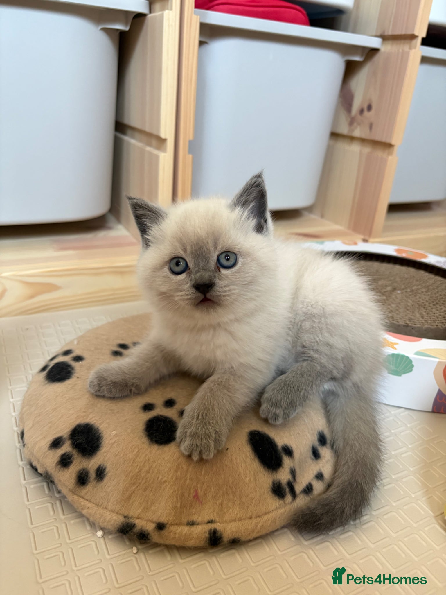 Scottish Fold cats for sale: Scottish fold British shorthair kittens  in Norwich - Advert 3