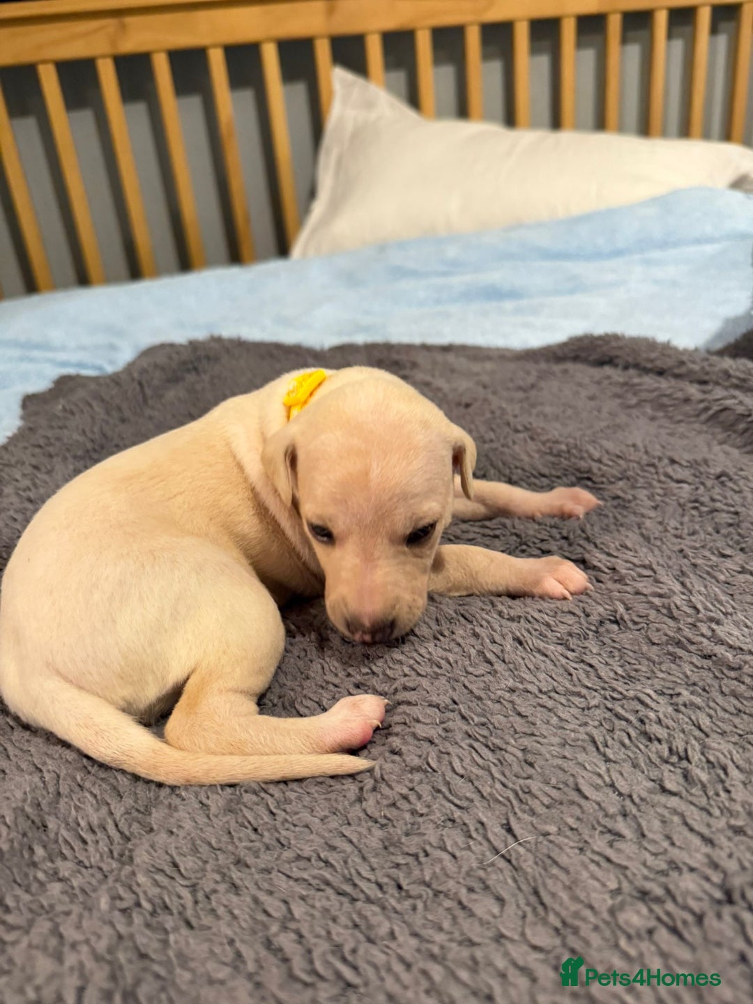 Whippet dogs for sale: 4 x 4 week old pups - Advert 8