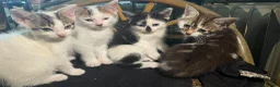 American Shorthair cats for sale: Four Kittens 💖 in Pudsey - Advert 9