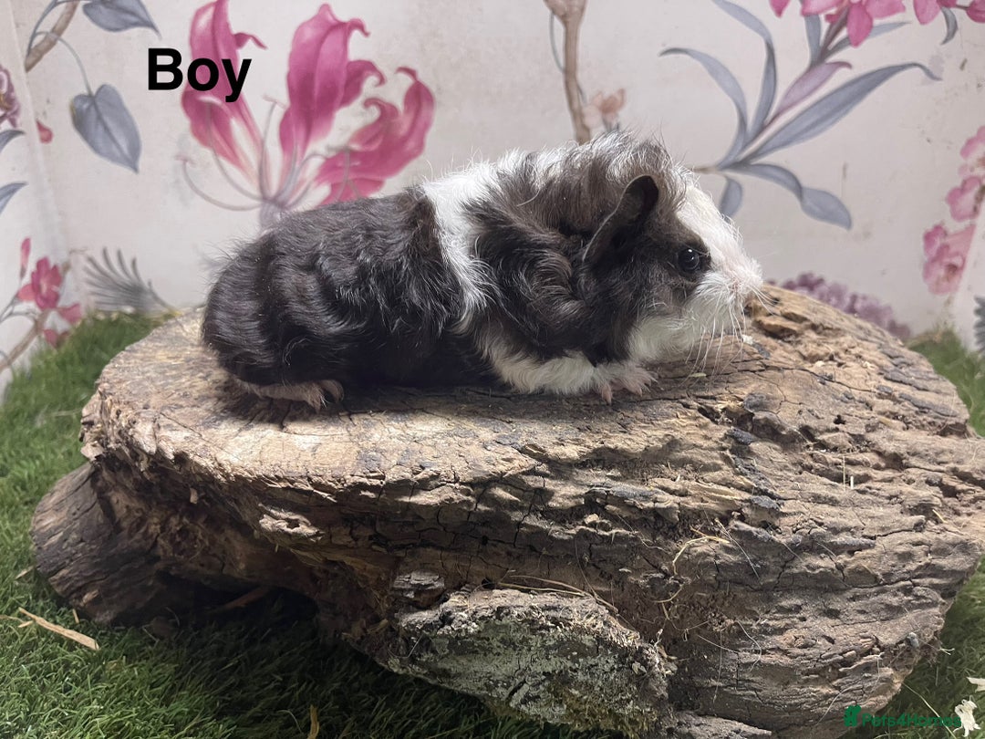 Guinea Pig rodents for sale: Male guinea pigs  - Image 6
