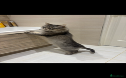 Siberian cats for sale: Rehome - Siberian & Tabby - Image 4