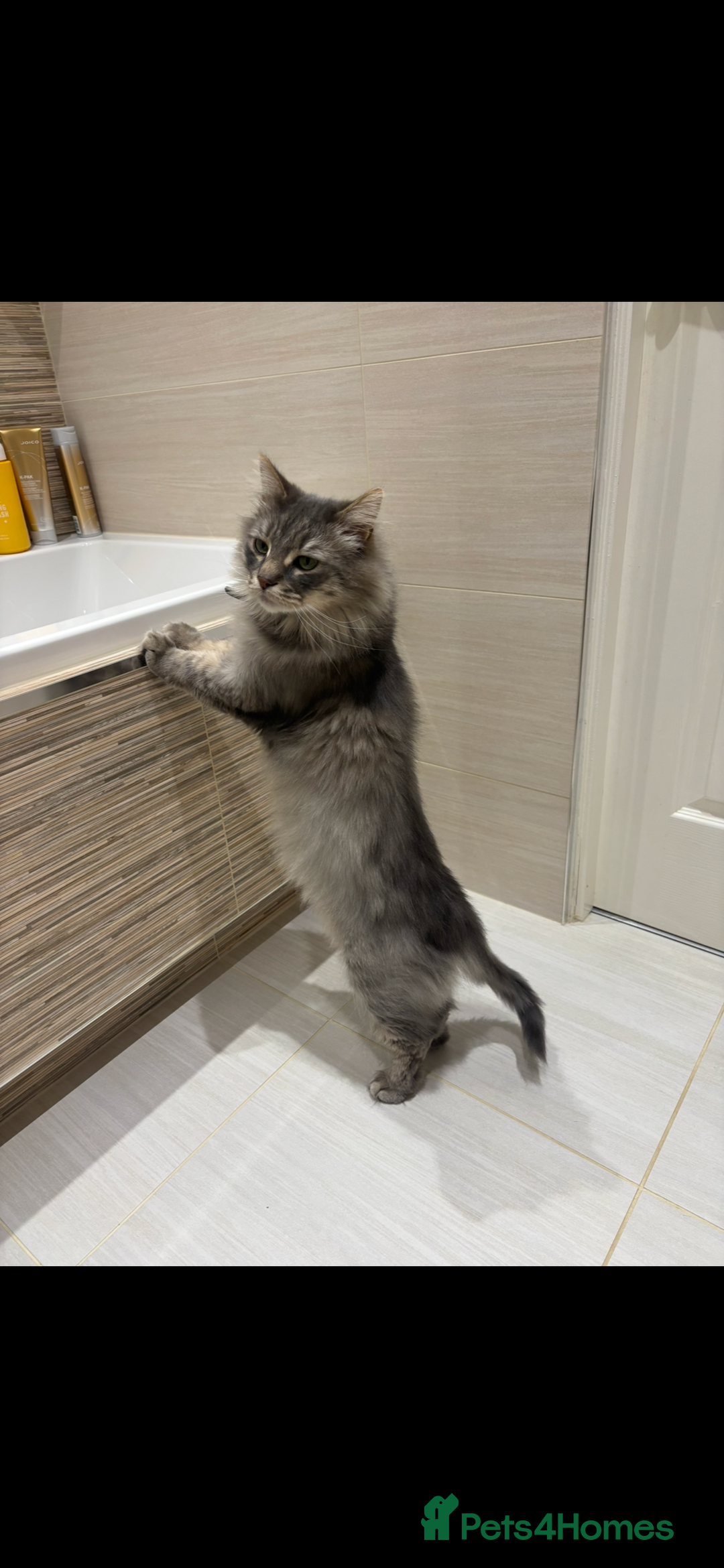 Siberian cats for sale: Rehome - Siberian & Tabby - Image 4