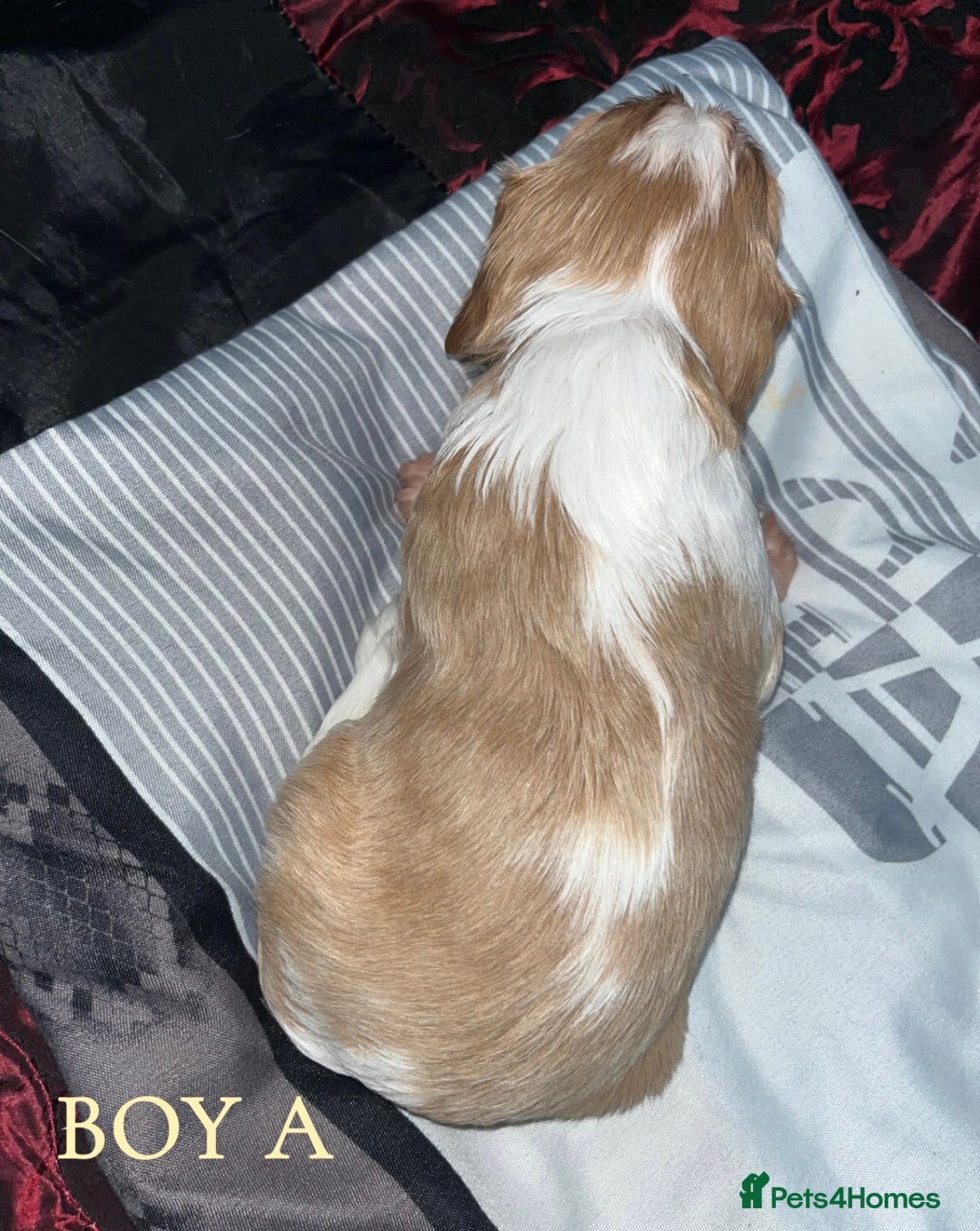 Cavalier King Charles Spaniel dogs for sale: Beautiful Cavalier King Charles Spaniel Puppies - Image 2