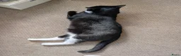 British Shorthair cats for sale:  ** ! - Tuxedo 4 year old Male  in Wirral - Advert 9