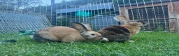 Harlequin rabbits for sale: Harlequin rabbits ready to go! - Advert 4