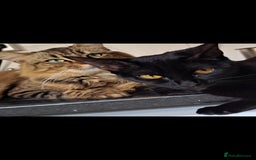 Bombay cats for sale: 11 week old black male kitten - Image 4