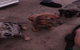 Cane Corso dogs for sale: Cane Corso  - Image 18