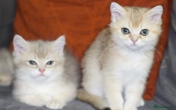 British Shorthair cats for sale: Top quality Champion Gccf british shorthair - Image 10