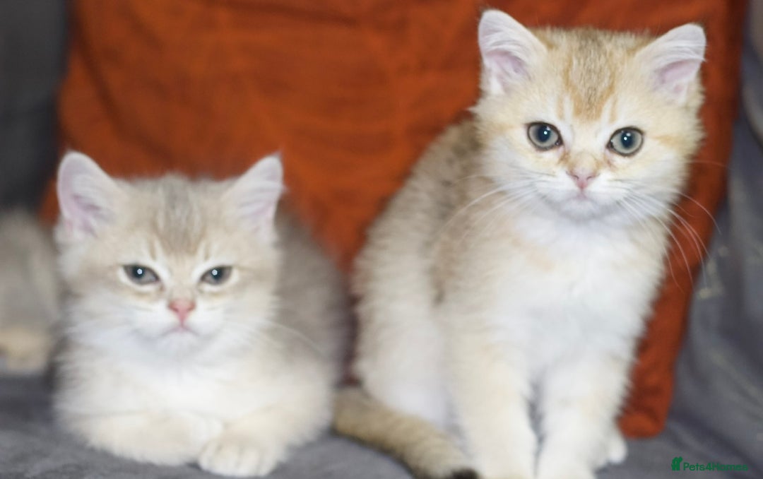 British Shorthair cats for sale: Top quality Champion Gccf british shorthair - Image 10