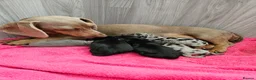 Miniature Dachshund dogs for sale: Male Miniature Dachshund puppies  in Cowdenbeath - Advert 2